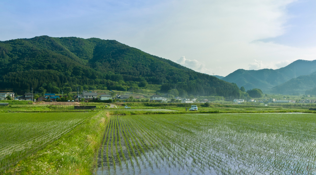 コシヒカリ産地別の違いとは？長野・新潟を徹底比較