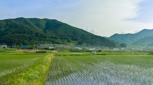 コシヒカリ産地別の違いとは？長野・新潟を徹底比較